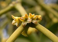 Gui du sapin. Fleurs. Cliquer pour agrandir l'image.