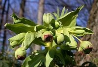 Hellébore fétide. Cliquer pour agrandir l'image.