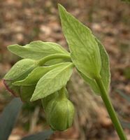 Hellébore fétide. Cliquer pour agrandir l'image.