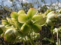 Hellébore fétide. Fleurs. Cliquer pour agrandir l'image.
