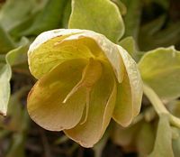 Hellébore fétide. Fleur. Cliquer pour agrandir l'image.
