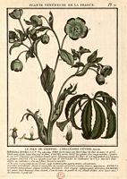 Hellébore fétide. Planche d'identification. Cliquer pour agrandir l'image.