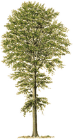 Hêtre commun. Dessin de la plante. Cliquer pour agrandir l'image.