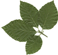 Hêtre commun. Feuille. Cliquer pour agrandir l'image.