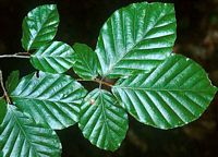 Hêtre commun. Feuilles. Cliquer pour agrandir l'image.