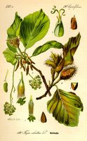Hêtre commun. Planche d'identification. Cliquer pour agrandir l'image.