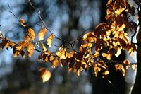 Hêtre commun. Feuillage d'automne, Allagnat. Cliquer pour agrandir l'image.