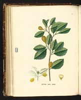Hêtre commun. Planche d'identification Saint-hilaire. Cliquer pour agrandir l'image.