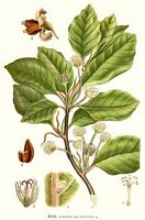 Hêtre commun. Planche d'identification Linnemand. Cliquer pour agrandir l'image.