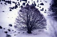 Hêtre commun. Enneige. Cliquer pour agrandir l'image.
