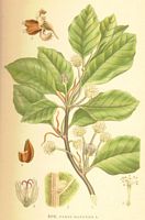 Hêtre commun. Planche d'identification Linnemand. Cliquer pour agrandir l'image.