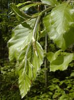 Hêtre commun. Feuilles jeunes. Cliquer pour agrandir l'image.