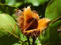 Hêtre commun. Fruit. Cliquer pour agrandir l'image.