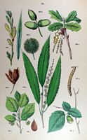 Hêtre commun. Planche d'identification Hoffmann. Cliquer pour agrandir l'image.