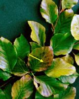 Hêtre commun. Dégâts de l'ozone sur les feuilles de hêtre. Cliquer pour agrandir l'image.