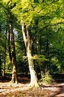 Hêtre commun. Plante. Cliquer pour agrandir l'image.