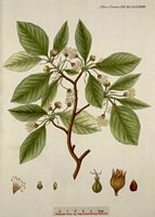 Hêtre commun. Planche d'identification Flora danica. Cliquer pour agrandir l'image.