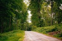 Hêtre commun. Forêt normande. Cliquer pour agrandir l'image.