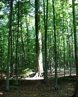 Hêtre commun. Hêtraie. Cliquer pour agrandir l'image.