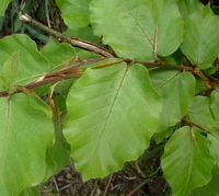Hêtre commun. Feuilles. Cliquer pour agrandir l'image.