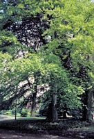Hêtre commun. Parc. Cliquer pour agrandir l'image.