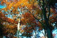 Hêtre commun. En automne. Cliquer pour agrandir l'image.