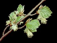 Hêtre commun. Fleurs mâles et femelles. Cliquer pour agrandir l'image.