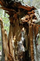 Hêtre commun. Hêtre abattu affaibli par un champignon. Cliquer pour agrandir l'image.