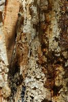 Hêtre commun. Hêtre abattu affaibli par un champignon. Cliquer pour agrandir l'image.