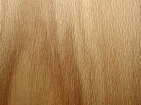 Houx commun. Bois en coupe tangentielle. Cliquer pour agrandir l'image.