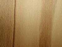 Houx commun. Bois en coupe longitudinale. Cliquer pour agrandir l'image.