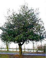 Houx commun. Plante. Cliquer pour agrandir l'image.
