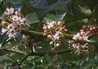 Houx commun. Fleurs. Cliquer pour agrandir l'image.
