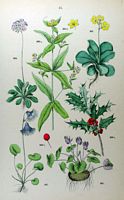 Houx commun. Planche d'identification Hoffmann. Cliquer pour agrandir l'image.