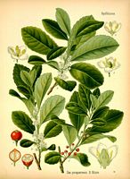 Houx commun. Le houx du Paraguay (maté). Cliquer pour agrandir l'image.