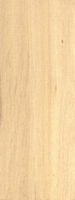 Houx commun. Bois en coupe longitudinale. Cliquer pour agrandir l'image.