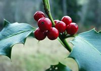 Houx commun. Fruits. Cliquer pour agrandir l'image.