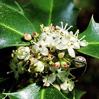 Houx commun. Fleurs. Cliquer pour agrandir l'image.
