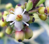 Houx commun. Fleurs. Cliquer pour agrandir l'image.