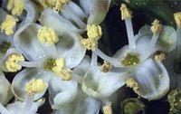 Houx commun. Fleurs. Cliquer pour agrandir l'image.