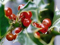 Houx commun. Fruits. Cliquer pour agrandir l'image.