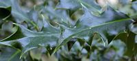 Houx commun. Feuilles. Cliquer pour agrandir l'image.