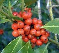 Houx commun. Fruits. Cliquer pour agrandir l'image.