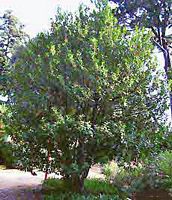 Houx commun. Plante. Cliquer pour agrandir l'image.