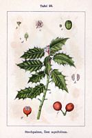 Houx commun. Planche d'identification Sturm. Cliquer pour agrandir l'image.