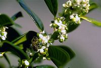 Houx commun. Fleurs. Cliquer pour agrandir l'image.