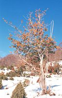 Houx commun. Baies en hiver. Cliquer pour agrandir l'image.