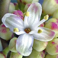 Houx commun. Fleurs. Cliquer pour agrandir l'image.
