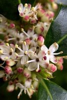 Houx commun. Fleurs. Cliquer pour agrandir l'image.