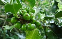 Houx commun. Fruits verts. Cliquer pour agrandir l'image.